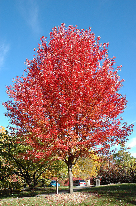 Autumn Blaze Maple (Acer x freemanii 'Jeffersred' 0048.91+) #15 1.25"