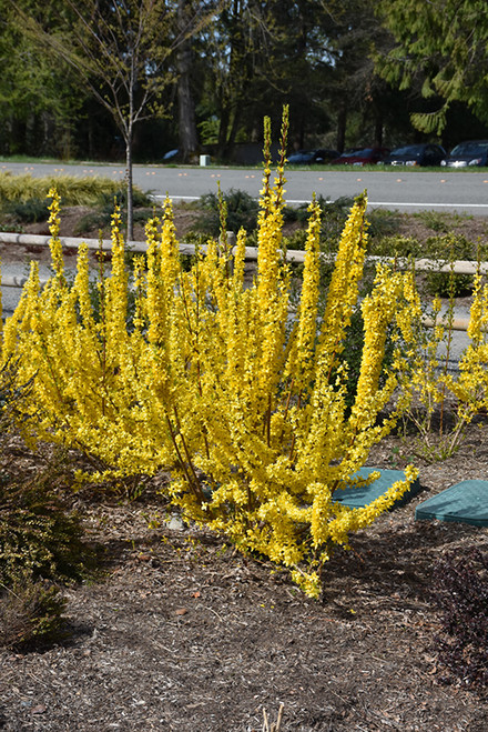 Show Off Starlet Forsythia (Forsythia x intermedia 'Minfor6' 1093.3PW) #3 PWINNER