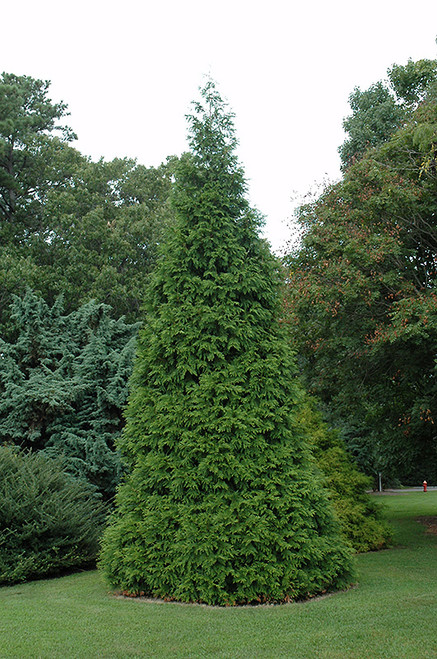 Green Giant Arborvitae (Thuja 'Green Giant' 2153.865) #10 5'