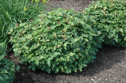 Dwarf European Cranberry (Viburnum opulus 'Nanum' 1495.312) #3 12-15"