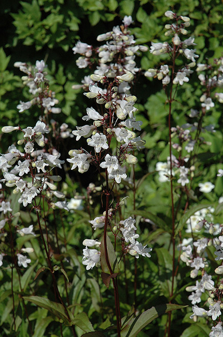 Husker Red Beard Tongue (Penstemon digitalis 'Husker Red' 5261.1) #1 