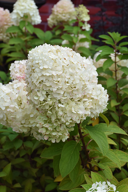 Bobo Hydrangea (Hydrangea paniculata 'ILVOBO' 1891.3PW) #3 PWINNER