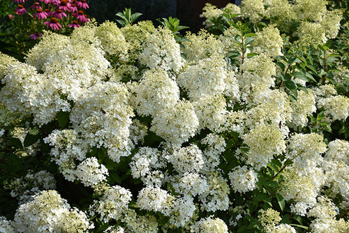 Bobo Hydrangea (Hydrangea paniculata 'ILVOBO' 1891.3PW) #3 PWINNER