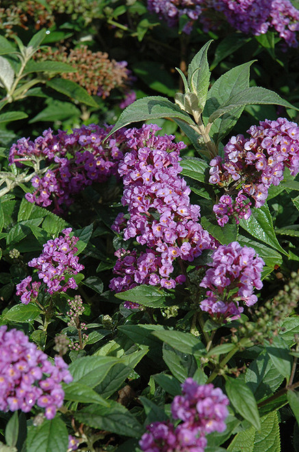 Lo & Behold Purple Haze Butterfly Bush (Buddleia 'Purple Haze' 1382.3PW) #3 PWINNER