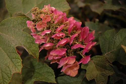Ruby Slippers Hydrangea (Hydrangea quercifolia 'Ruby Slippers' 1568.3) #3 