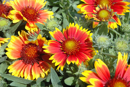 Arizona Sun Blanket Flower (Gaillardia x grandiflora 'Arizona Sun' 4184.1) #1 