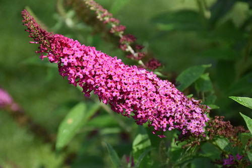 Miss Molly Butterfly Bush (Buddleia 'Miss Molly' 1852.3PW) #3 PWINNER