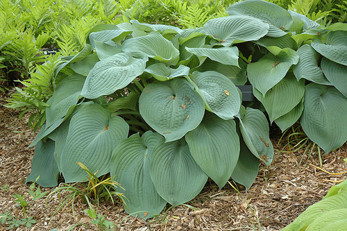 Big Daddy Hosta (Hosta 'Big Daddy' 4927.1) #1 