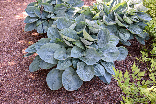 Big Daddy Hosta (Hosta 'Big Daddy' 4927.1) #1 