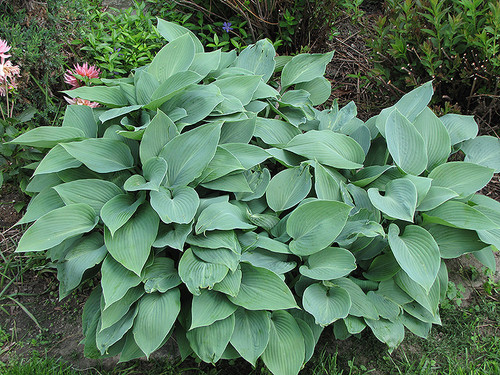 Halcyon Hosta (Hosta 'Halcyon' 4917.1) #1 