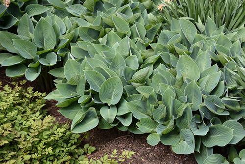 Halcyon Hosta (Hosta 'Halcyon' 4917.1) #1 