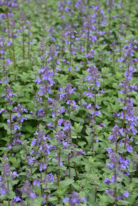 Blue Wonder Catmint (Nepeta x faassenii 'Blue Wonder' 5239.1) #1 