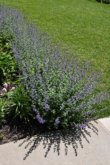 Blue Wonder Catmint (Nepeta x faassenii 'Blue Wonder' 5239.1) #1 