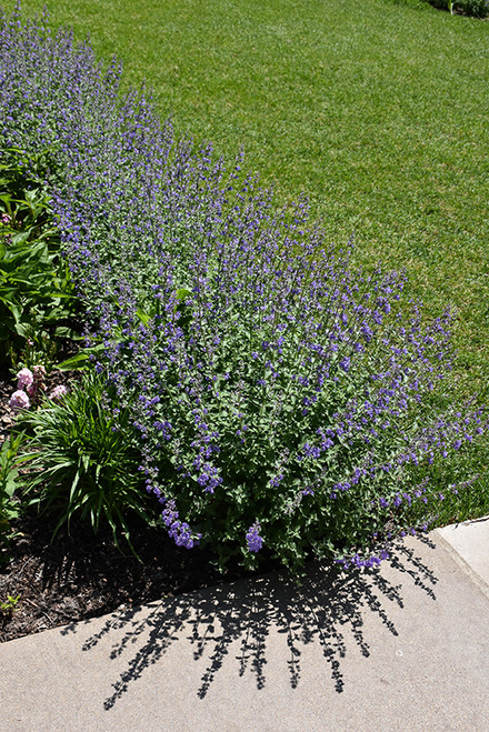 Blue Wonder Catmint (Nepeta x faassenii 'Blue Wonder' 5239.1) #1 