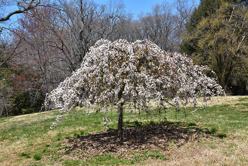Snow Fountains Yoshino Cherry (Prunus 'Snow Fountains' 0435.9GB) #15 GRD BUD