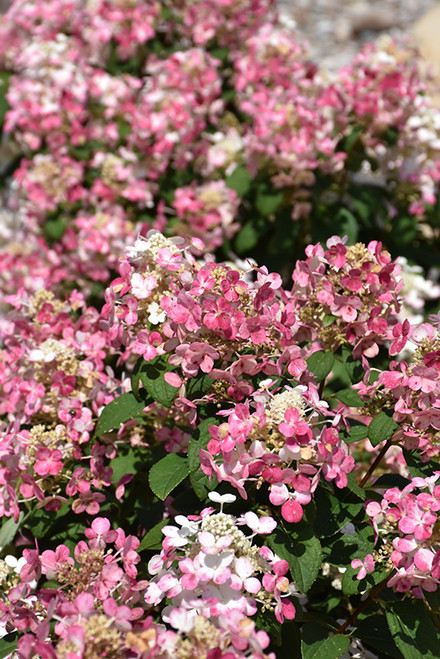 Little Quick Fire Hydrangea (Hydrangea paniculata 'SMHPLQF' 1338.5PW) #5 PWINNER