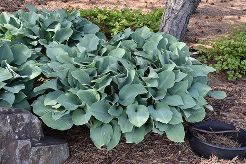 Krossa Regal Hosta (Hosta 'Krossa Regal' 4918.1) #1 