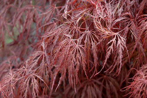 Crimson Queen Japanese Maple (Acer palmatum 'Crimson Queen' 0021.824) #10 24-30"