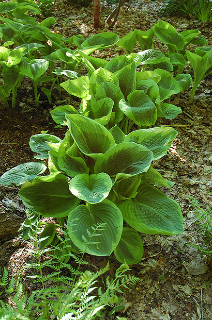 Frances Williams Hosta (Hosta 'Frances Williams' 4929.1) #1 