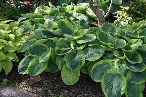 Frances Williams Hosta (Hosta 'Frances Williams' 4929.1) #1 