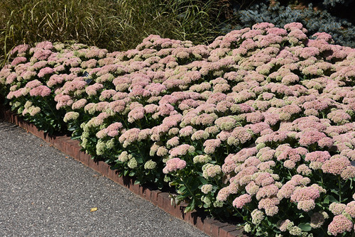 Autumn Joy Stonecrop (Sedum 'Autumn Joy' 5340.1) #1 