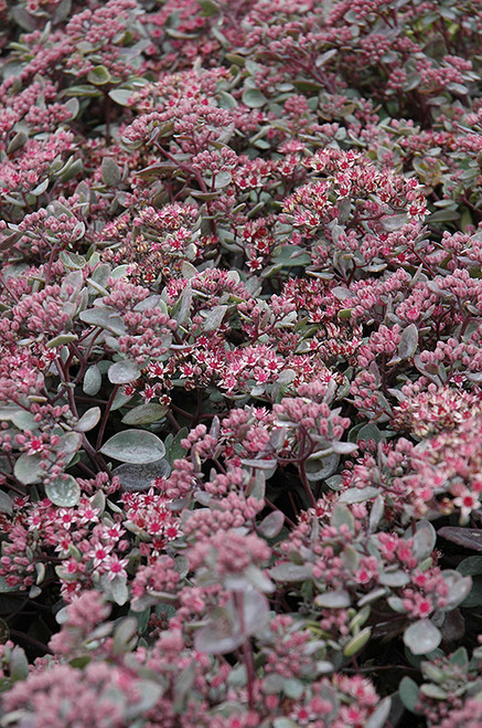 Vera Jameson Stonecrop (Sedum 'Vera Jameson' 5342.1) #1 