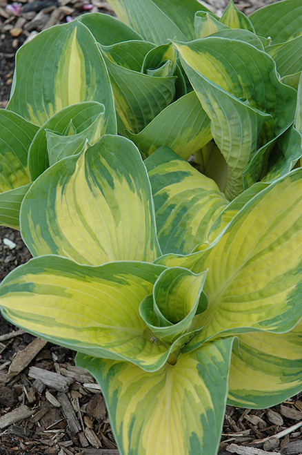 Great Expectations Hosta (Hosta 'Great Expectations' 4889.1) #1 