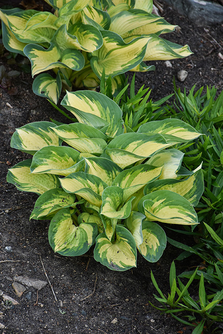 Great Expectations Hosta (Hosta 'Great Expectations' 4889.1) #1 
