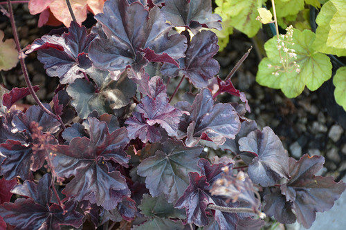 Obsidian Coral Bells (Heuchera 'Obsidian' 4736.1) #1 