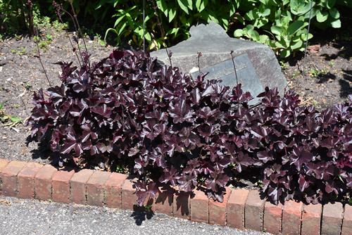 Obsidian Coral Bells (Heuchera 'Obsidian' 4736.1) #1 
