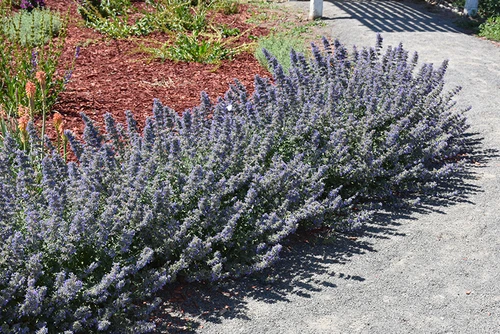 Walker's Low Catmint (Nepeta x faassenii 'Walker's Low' 5437.1) #1 