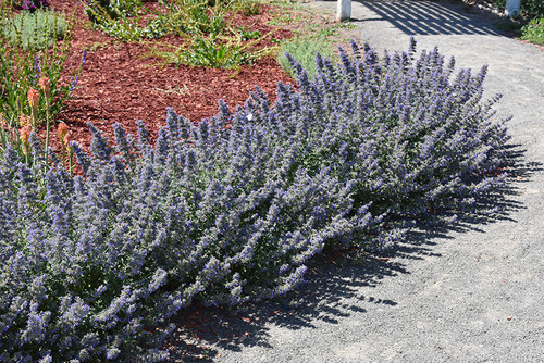 Walker's Low Catmint (Nepeta x faassenii 'Walker's Low' 5437.1) #1 