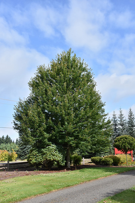 Redpointe Red Maple (Acer rubrum 'Frank Jr.' 0655.968) #15 8'