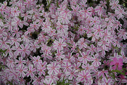 Candy Stripe Moss Phlox (Phlox subulata 'Candy Stripe' 5288.1) #1 