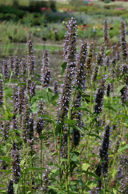 Black Adder Hyssop (Agastache 'Black Adder' 4005.1) #1 