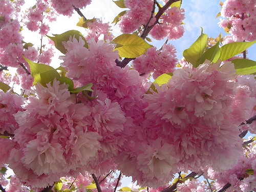 Kwanzan Flowering Cherry (Prunus serrulata 'Kwanzan' 0405.966) #15 6'
