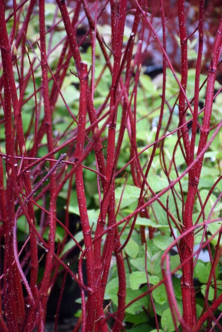 Bailey Red-Twig Dogwood (Cornus baileyi 1047.5) #5 