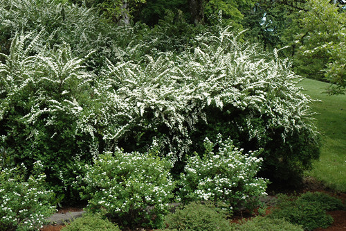 Snowmound Spirea (Spiraea nipponica 'Snowmound' 1377.315) #3 15-18"