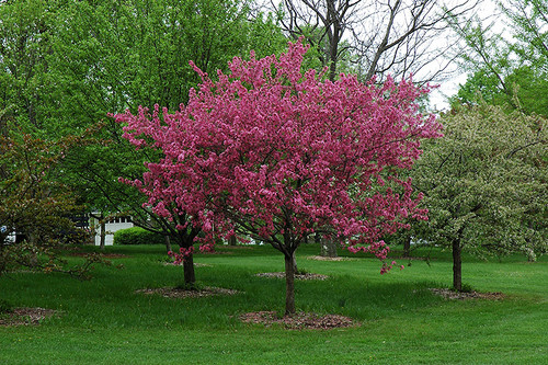 Prairifire Flowering Crab (Malus 'Prairifire' 0290.966) #15 6'