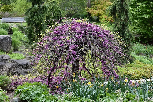 Lavender Twist Redbud (Cercis canadensis 'Covey' 0114.9) #15 