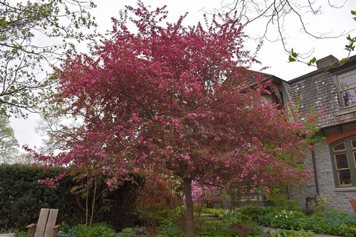 Royal Raindrops Flowering Crab (Malus 'JFS-KW5' 0328.966) #15 6'