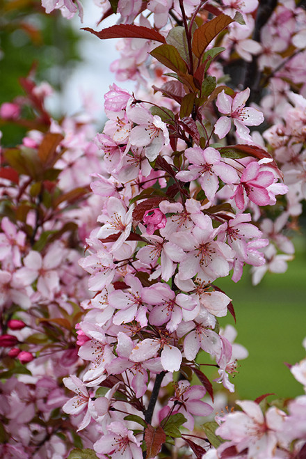 Royal Raindrops Flowering Crab (Malus 'JFS-KW5' 0328.966) #15 6'