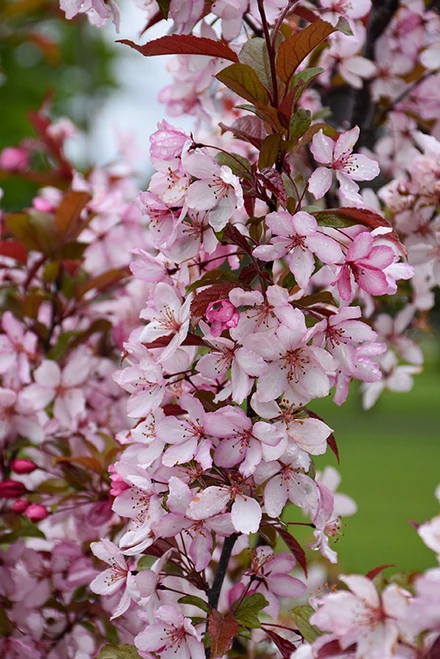 Royal Raindrops Flowering Crab (Malus 'JFS-KW5' 0328.966) #15 6'