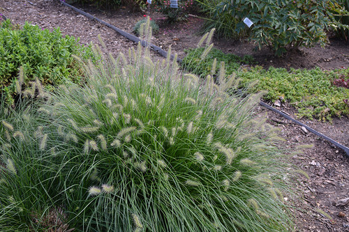 Little Bunny Dwarf Fountain Grass (Pennisetum alopecuroides 'Little Bunny' 5257.1) #1 