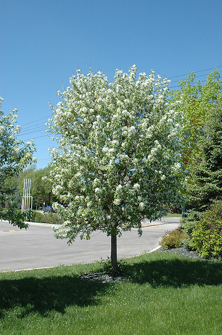 Spring Snow Flowering Crab (Malus 'Spring Snow' 0365.966) #15 6'