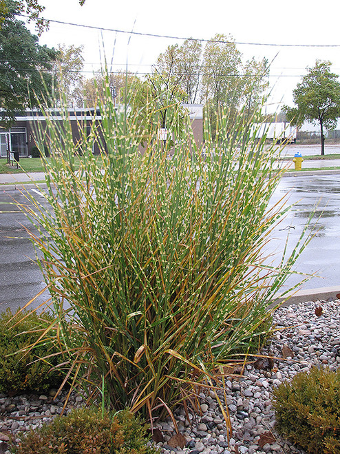 Porcupine Grass (Miscanthus sinensis 'Strictus' 5145.2) #2 