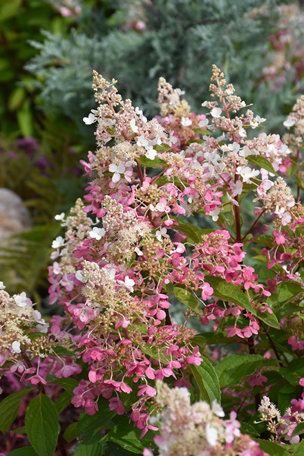 PINKY WINKY HYDRANGEA #7 STD
