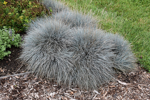 Elijah Blue Fescue (Festuca glauca 'Elijah Blue' 4330*1) TRADE 1 