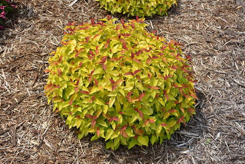 Double Play Candy Corn Spirea (Spiraea japonica 'NCSX1' 1371.3PW) #3 PWINNER