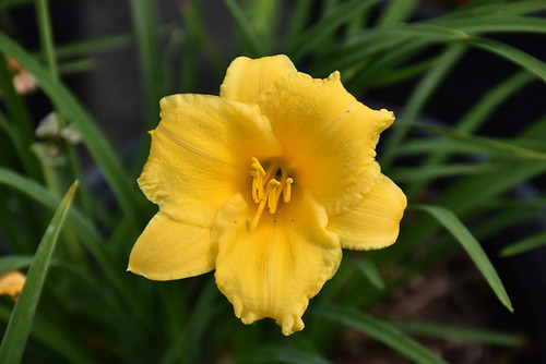 Stella de Oro Daylily (Hemerocallis 'Stella de Oro' 4780*1) TRADE 1 